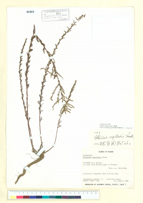 Artemisia capillaris Thunb._標本_BRCM 7150