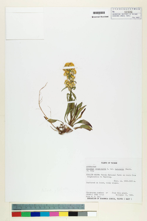 Solidago virgaurea L. var. leiocarpa (Benth.) A. Gray_標本_BRCM 7284
