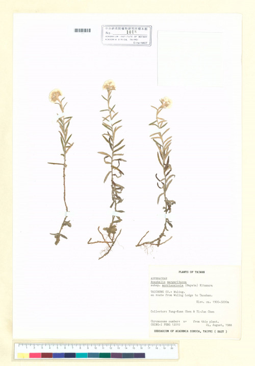 Anaphalis margaritacea (L.) Benth. & Hook. f. subsp. morrisonicola (Hayata) Kitam._標本_BRCM 7153