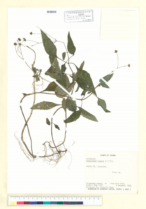 Adenostemma lavenia (L.) Kuntze_標本_BRCM 7047