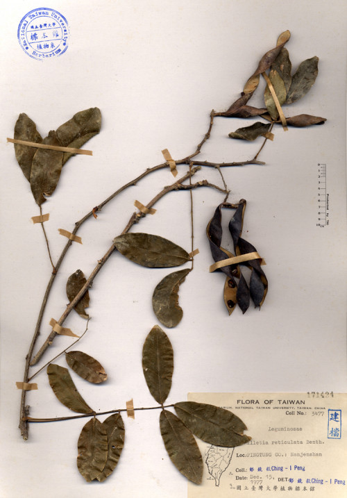 Millettia reticulata Benth._標本_BRCM 4206