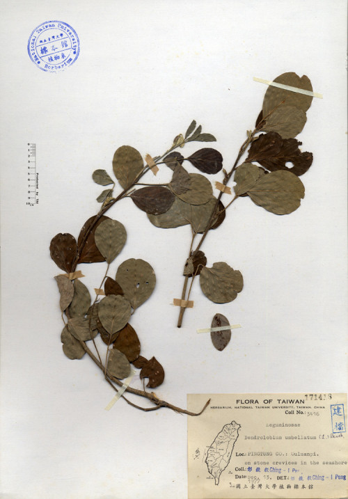 Dendrolobium umbellatum (L.) Benth._標本_BRCM 4200