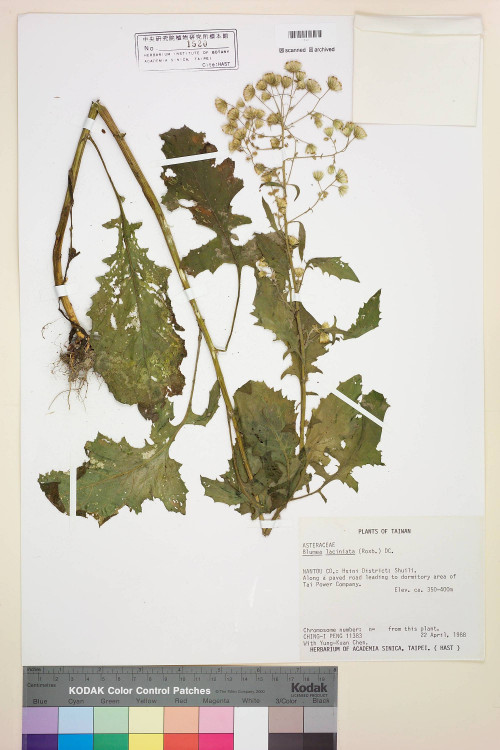 Blumea laciniata (Roxb.) DC._標本_BRCM 4883