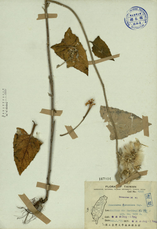 Saussurea formosana Hay._標本_BRCM 3851
