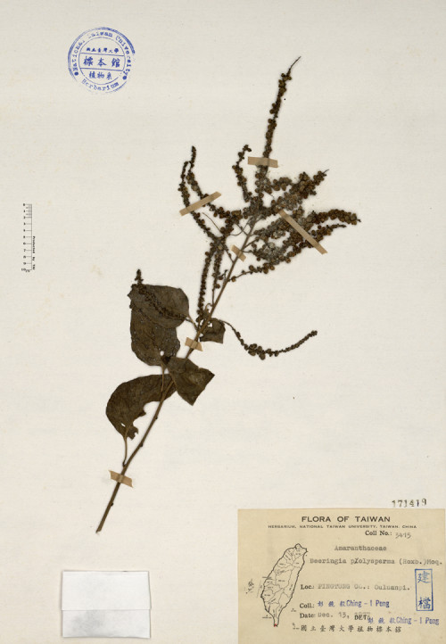 Deeringia polysperma (Roxb.) Moq._標本_BRCM 4201