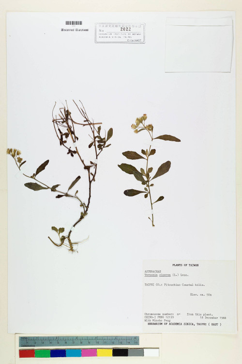 Vernonia cinerea (L.) Less._標本_BRCM 5136