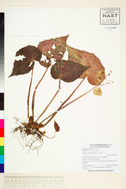 Begonia klemmei標本_BRCM 1943