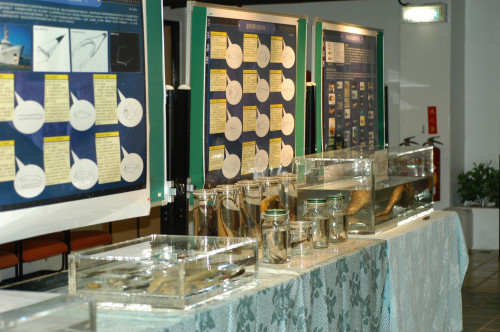 中央研究院院慶—動物研究所標本館 深海魚類展覽