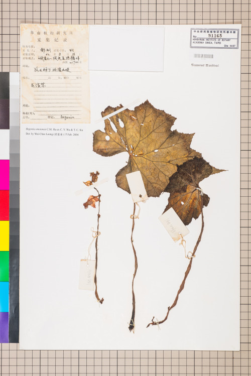 Begonia emeiensis標本_BRCM 1580