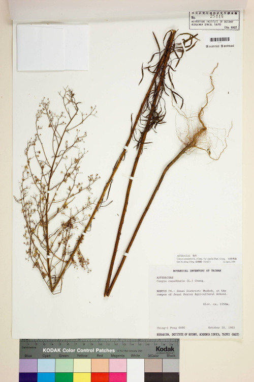 Conyza canadensis (L.) Cronq. var. pusilla (Nutt.) Cronq._標本_BRCM 6463
