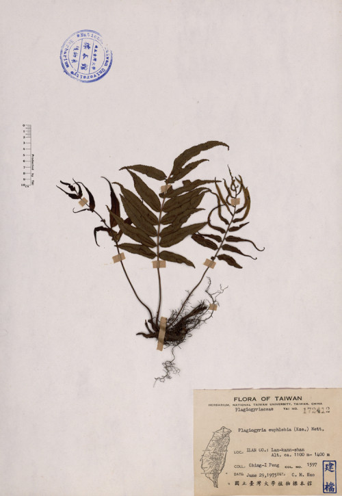 Plagiogyria euphlebia (Kze.) Mett._標本_BRCM 4255