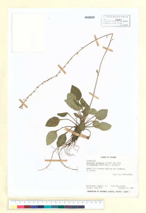 Ainsliaea latifolia (D. Don) Sch.-Bip. var. nimborum (Hand.-Mazz.) Kitam._標本_BRCM 6788