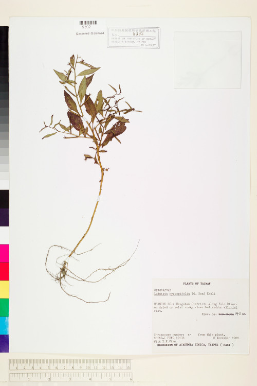 Ludwigia hyssopifolia (G. Don) Exell_標本_BRCM 3628