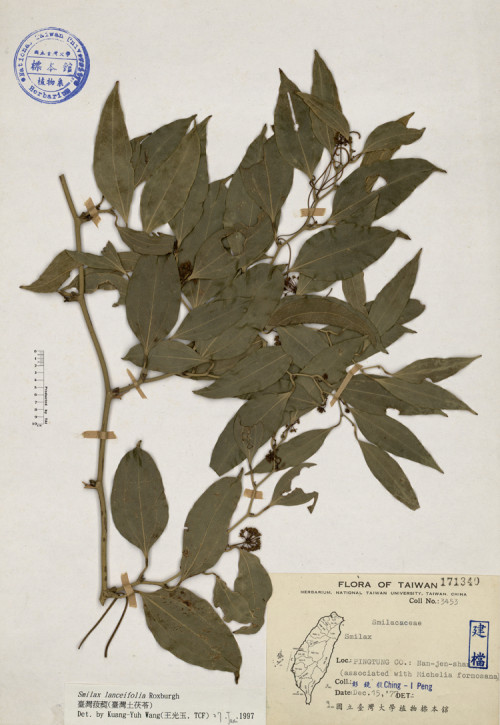 Smilax lanceifolia Roxburgh_標本_BRCM 4186