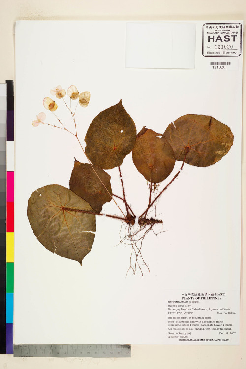 Begonia elmeri標本_BRCM 2281
