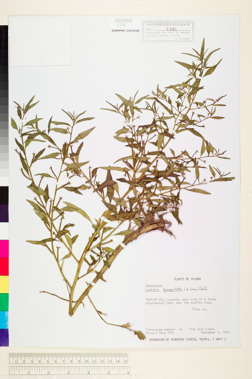 Ludwigia hyssopifolia (G. Don) Exell_標本_BRCM 3599