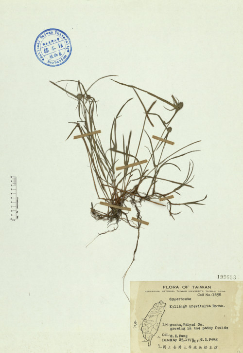 Kyllinga brevifolia Rottb._標本_BRCM 4613