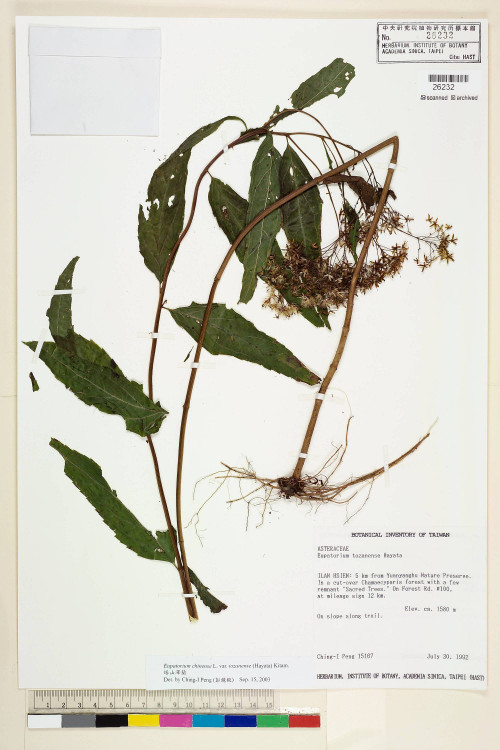 Eupatorium chinense L. var. tozanense (Hayata) Kitam._標本_BRCM 5764