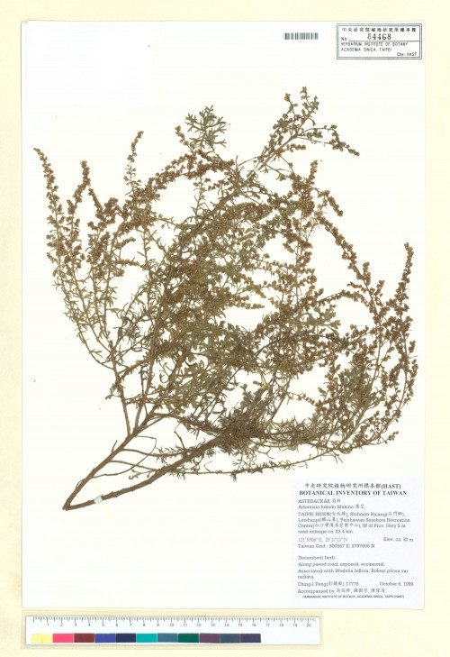 Artemisia fukudo Makino_標本_BRCM 7537