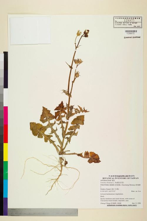 Sonchus oleraceus L._標本_BRCM 7468