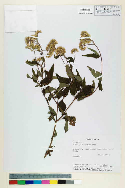 Eupatorium formosanum Hayata_標本_BRCM 5746