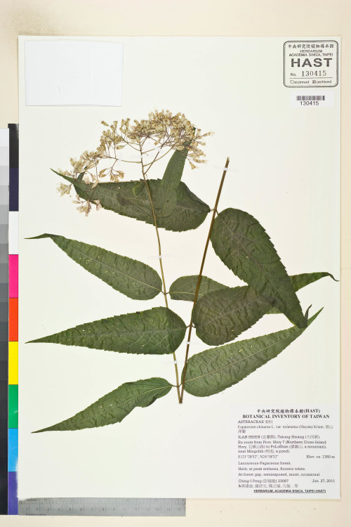 Eupatorium chinense L. var. tozanense (Hayata) Kitam._標本_BRCM 5798