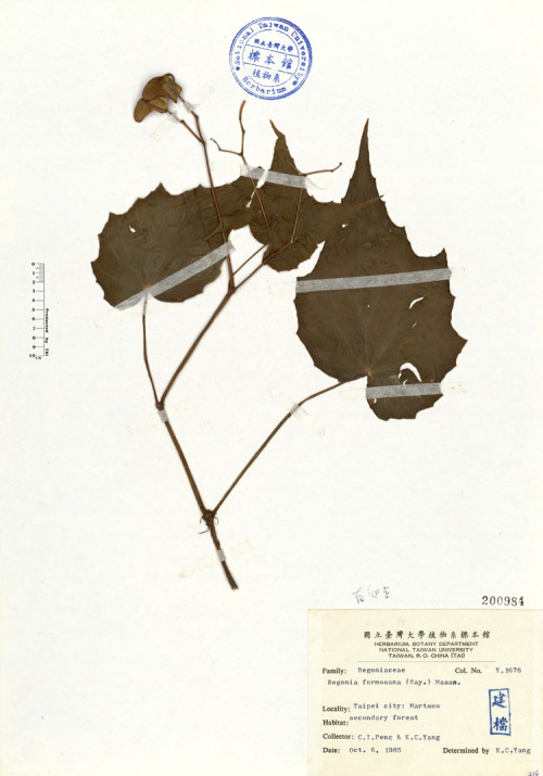 Begonia formosana (Hayata) Masamune_標本_BRCM 4653