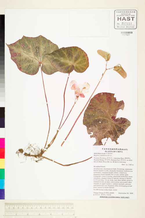 Begonia augustinei標本_BRCM 2191