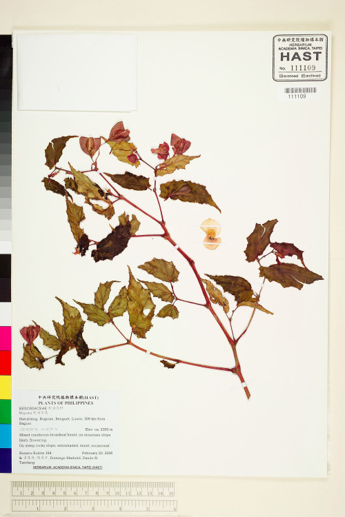 Begonia merrittii標本_BRCM 1942