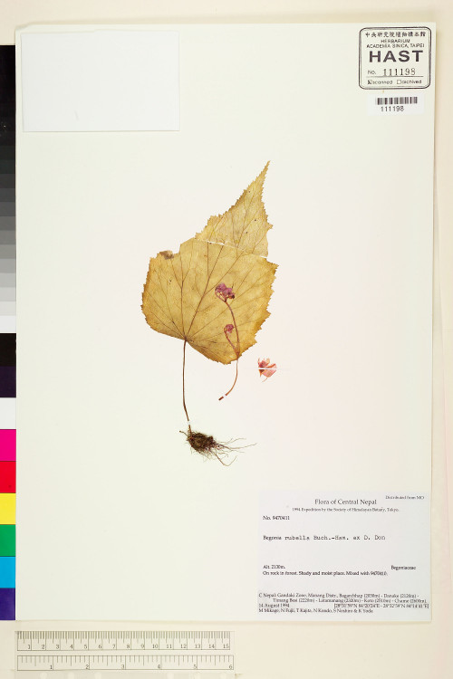 Begonia rubella標本_BRCM 1987
