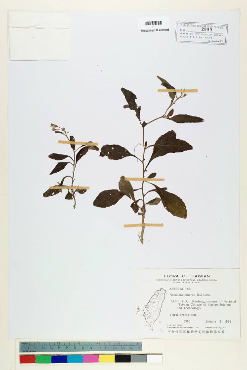 Vernonia cinerea (L.) Less._標本_BRCM 5089