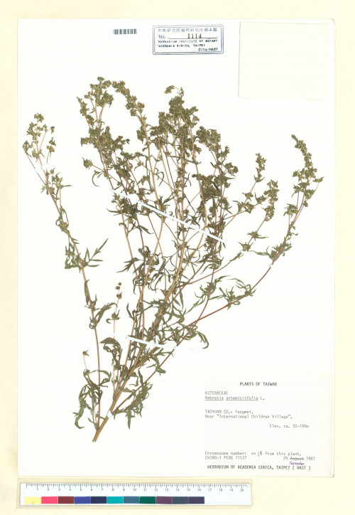 Ambrosia artemisiifolia L._標本_BRCM 5658