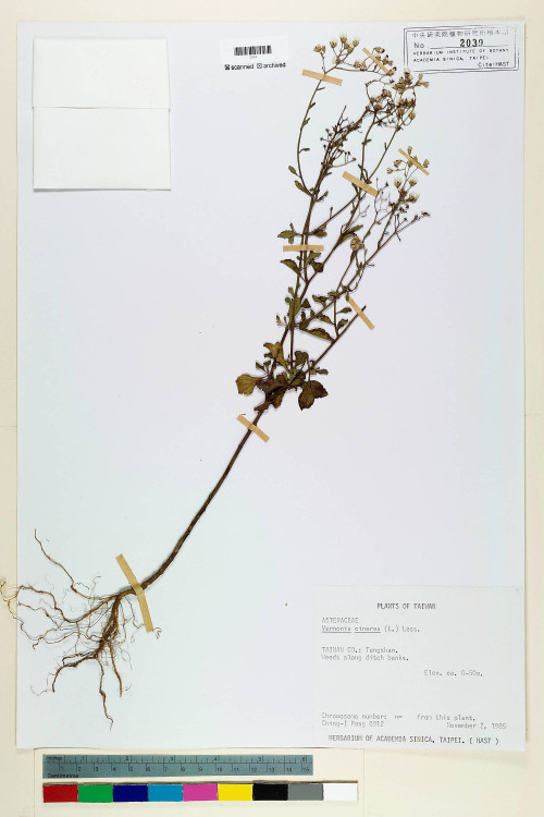 Vernonia cinerea (L.) Less._標本_BRCM 5113