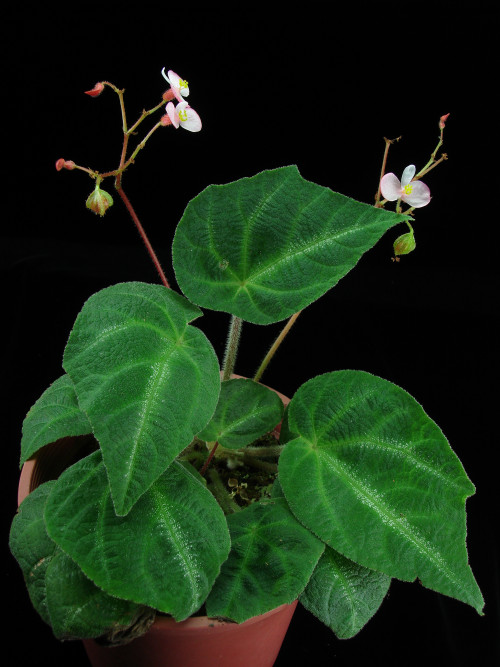 Begonia variifolia