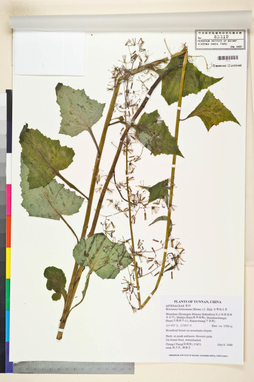 Notoseris formosana (Kitam.) C. Shih_標本_BRCM 7530