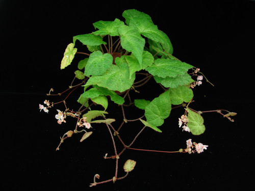 Begonia auritistipula Y.M.Shui & W.H.Chen