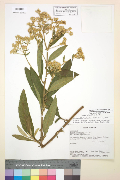 Blumea balsamifera (L.) DC._標本_BRCM 4871