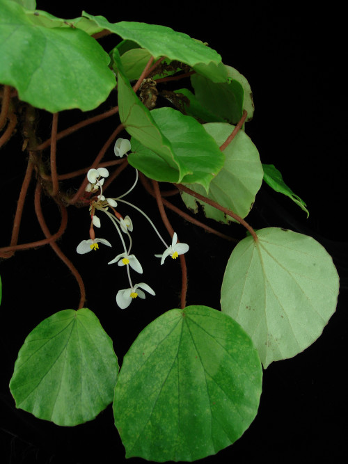 癩葉秋海棠 (Begonia leprosa Hance)
