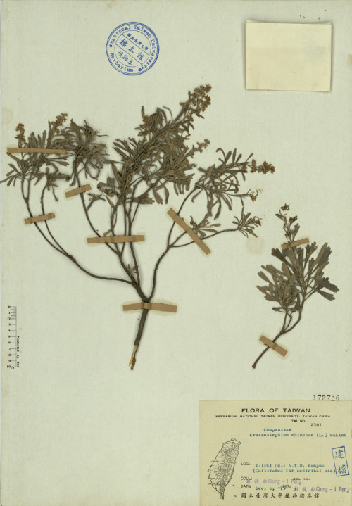 Crossostephium chinense (L.) Makino_標本_BRCM 4288
