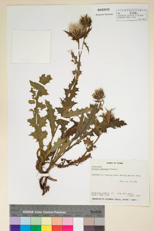 Cirsium albescens Kitam._標本_BRCM 5895