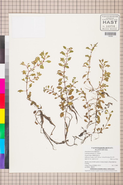 Ludwigia palustris (L.) Elliott_標本_BRCM 3501