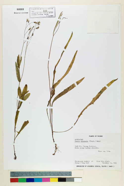 Ixeris chinensis (Thunb.) Nakai_標本_BRCM 6486