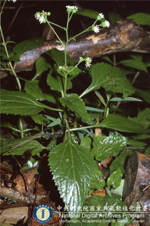Adenostemma lavenia (L.) Kuntze_BRCM 6181