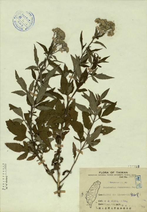 Eupatorium formosanum Hay._標本_BRCM 4309