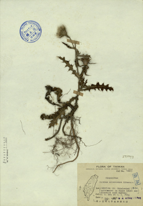 Cirsium albescens Kitamura_標本_BRCM 4342