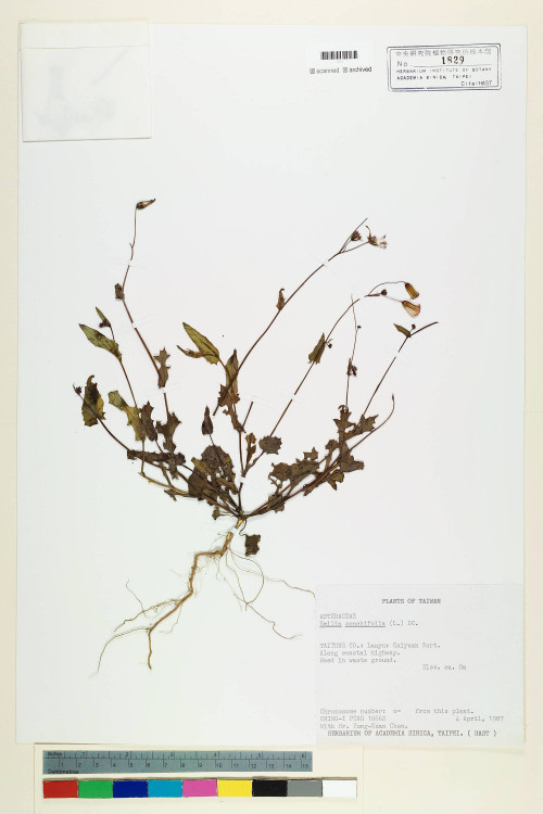 Emilia sonchifolia (L.) DC._標本_BRCM 5219
