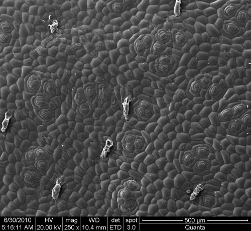 Begonia gueritziana–葉片與氣孔SEM顯微照相