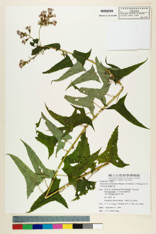 Parasenecio nokoensis ( Masam. & Suzuki) C.-I Peng & S. W. Chung_標本_BRCM 5954