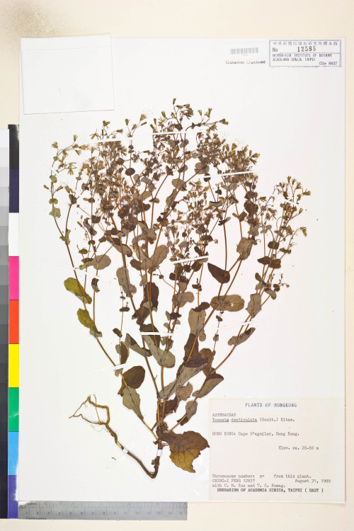 Youngia denticulata (Houtt.) Kitam._標本_BRCM 5508