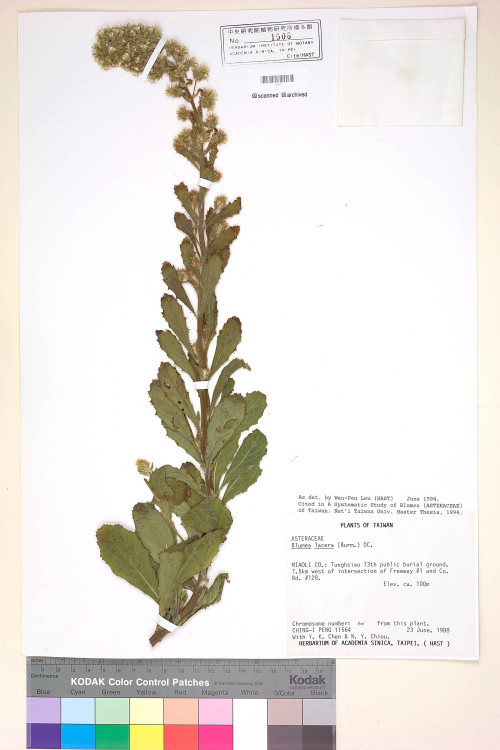 Blumea lacera (Burm. f.) DC._標本_BRCM 4888